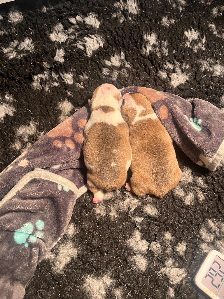 Les bébés sont nés 
